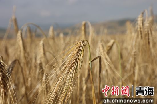图为青稞种植基地。张添福 摄