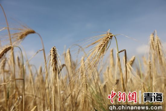 图为青稞种植基地。张添福 摄