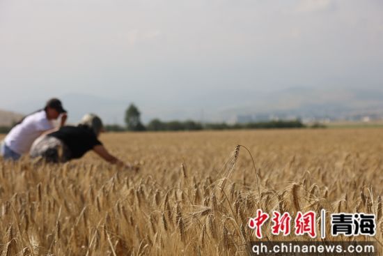 图为青稞种植基地。张添福 摄